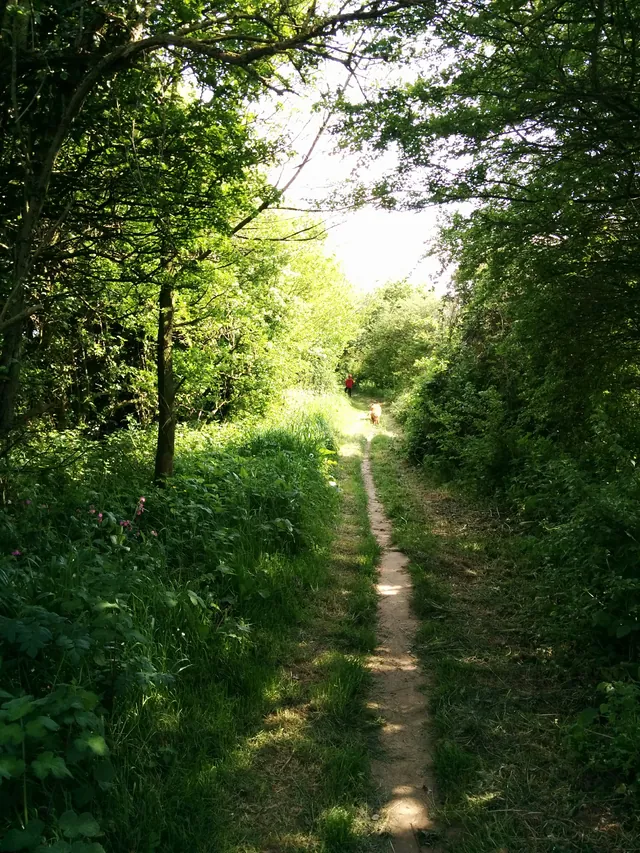 Chemin de promenade à proximité